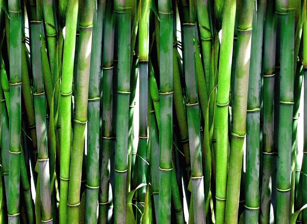 Le bambou dans l'industrie textile